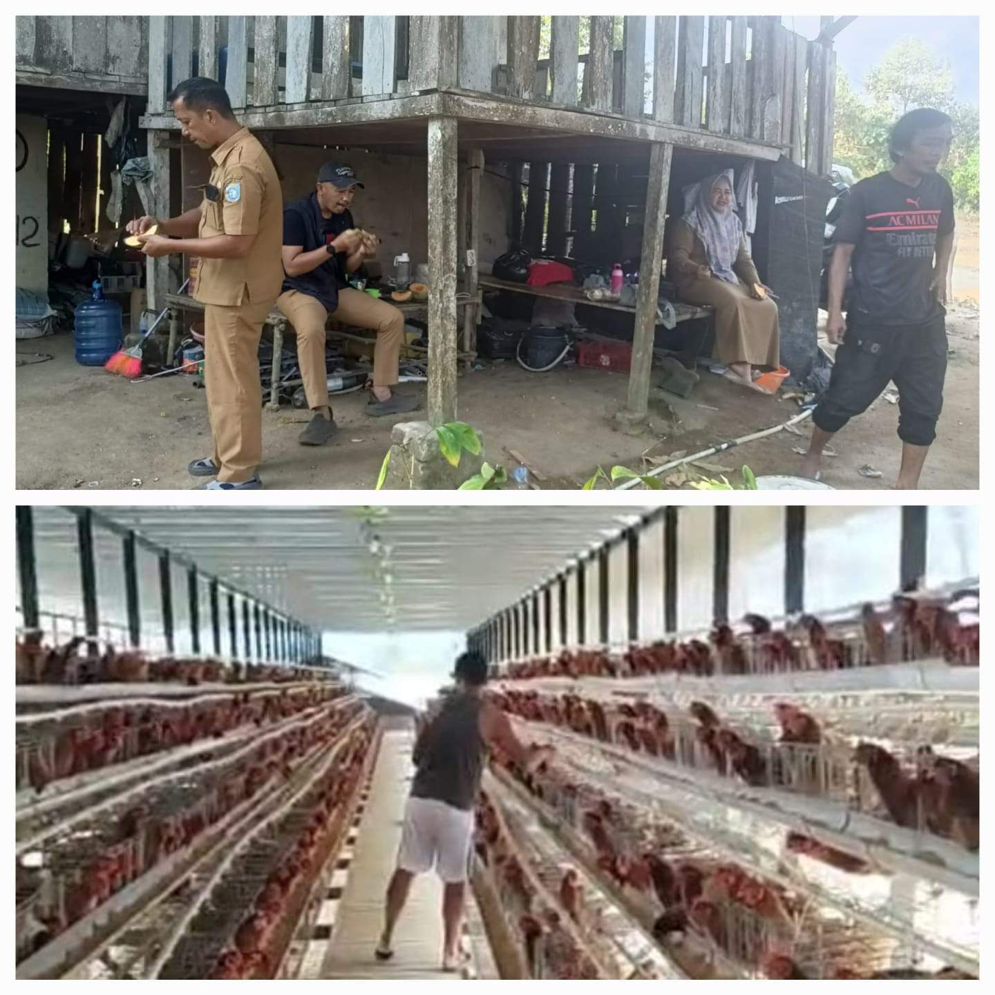 DKUP Bangka Barat Mendorong Kolaborasi Antara Peternak Ayam Petelur, KDMP dan SPPG